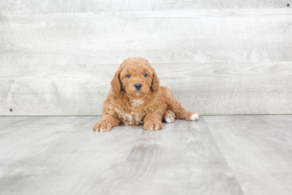 Playful Golden Retriever Poodle Mix Puppy