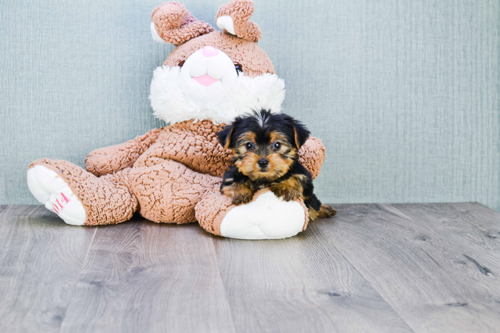 Meet Joey - our Yorkshire Terrier Puppy Photo 