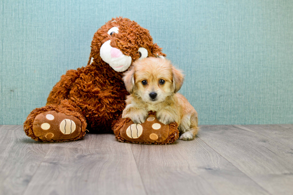 Adorable Yorkie Designer Puppy