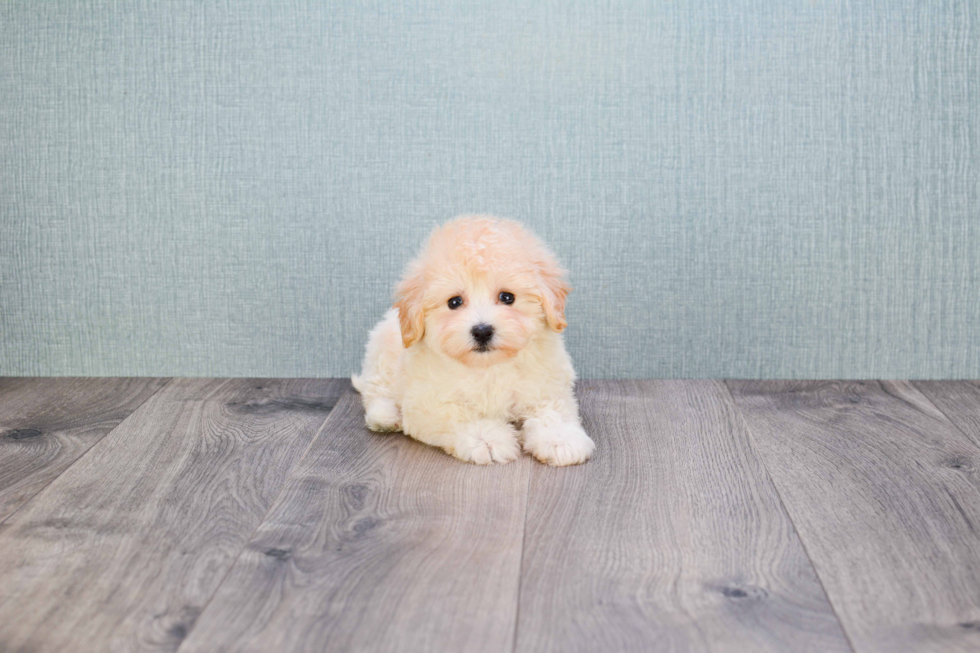 Maltipoo Pup Being Cute