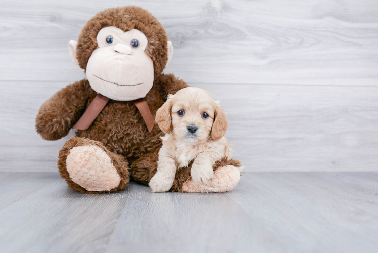 Cavapoo Pup Being Cute