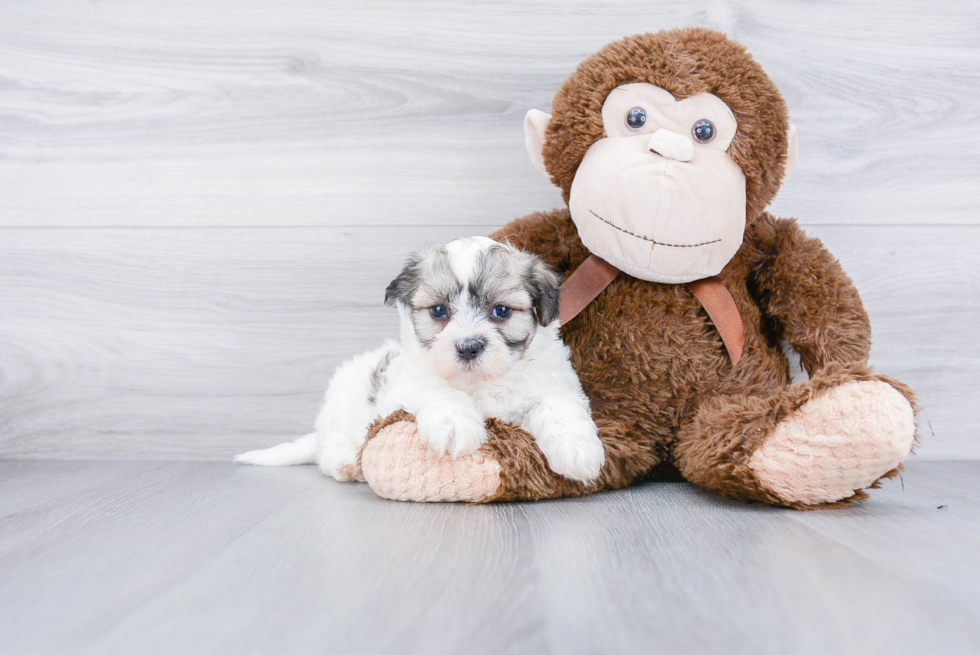 Teddy Bear Pup Being Cute