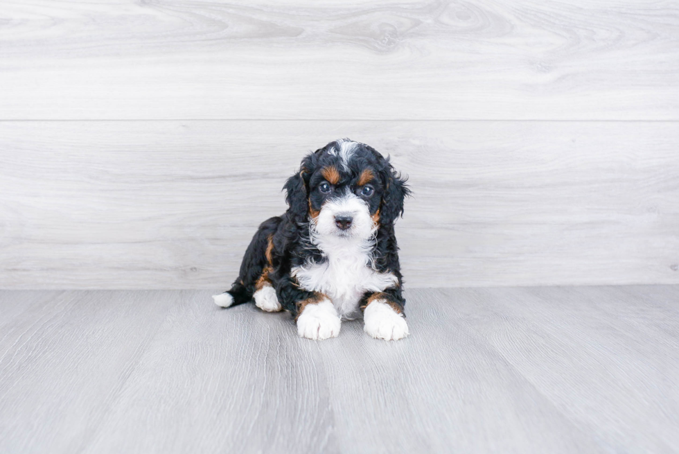 Best Mini Bernedoodle Baby