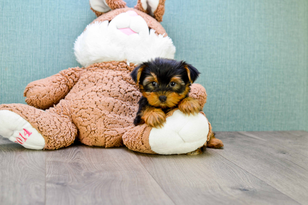 Meet Twinkle - our Yorkshire Terrier Puppy Photo 