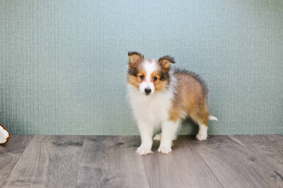 Cute Sheltie Mix Puppy