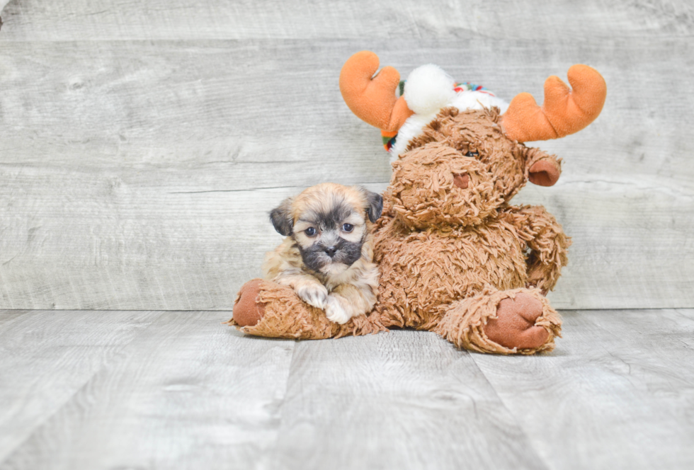 Popular Teddy Bear Designer Pup