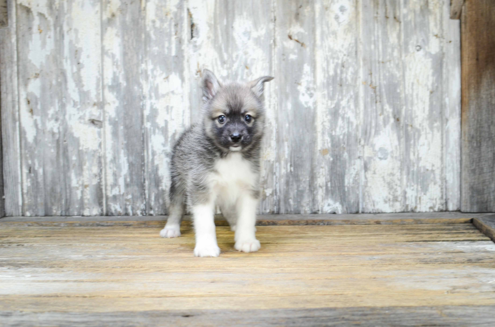 Pomsky Pup Being Cute