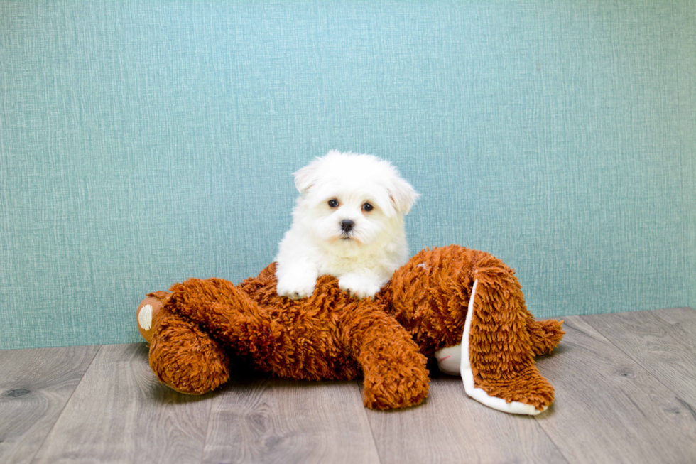 Adorable Maltese Poodle Poodle Mix Puppy