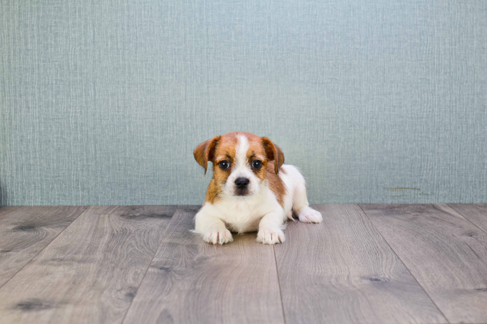 Small French Bulldog Baby