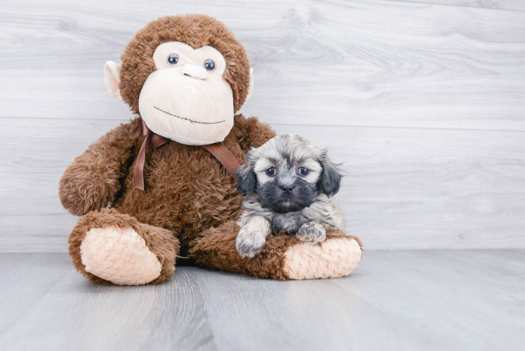 Teddy Bear Pup Being Cute