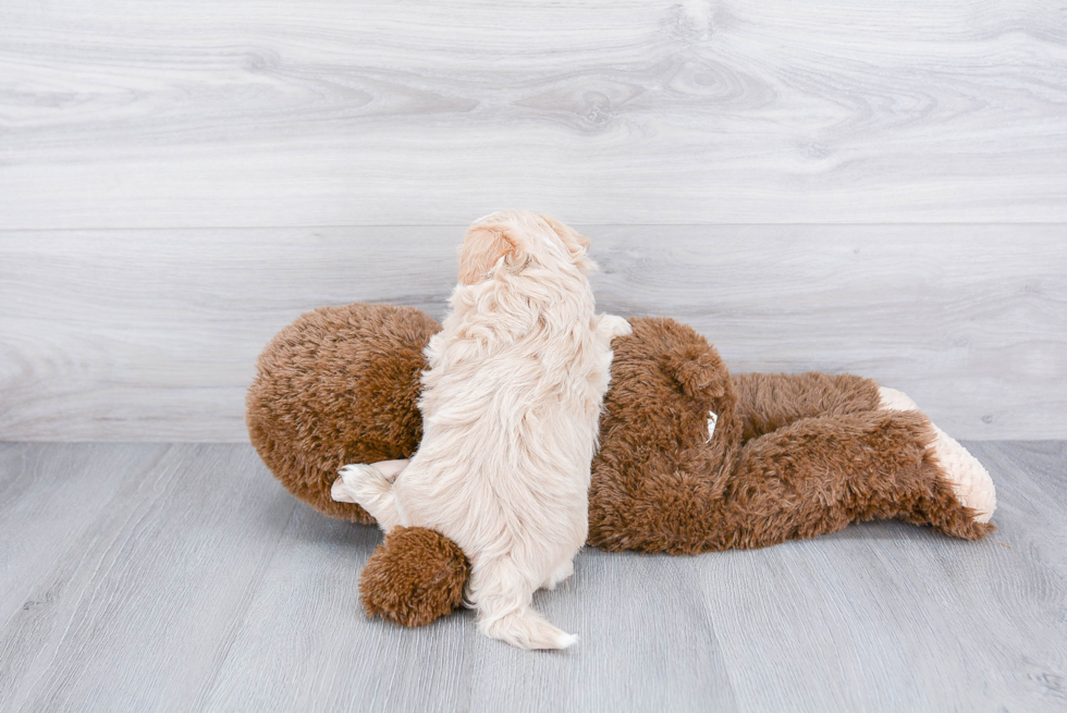 Maltipoo Pup Being Cute