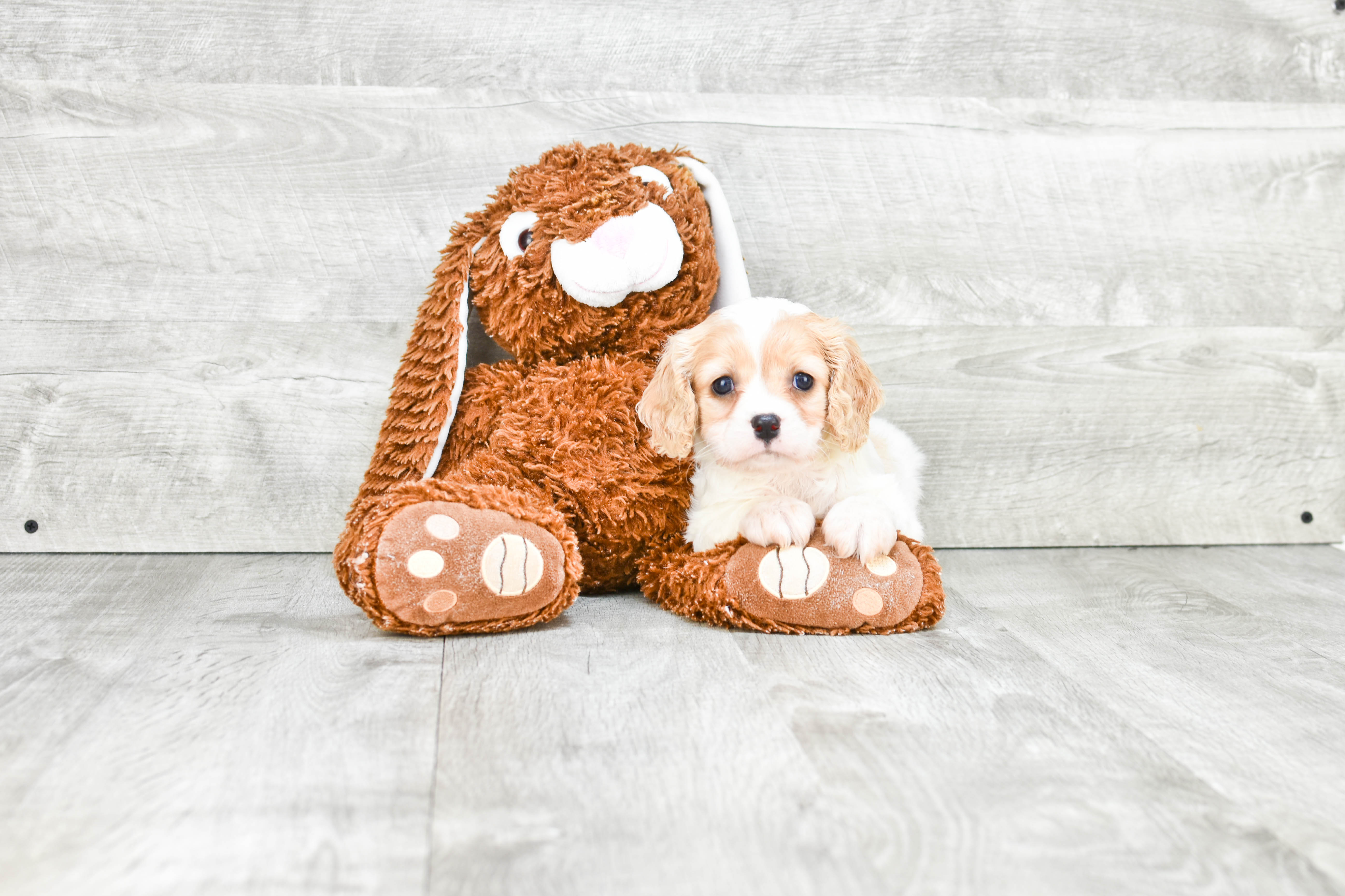 Cavachon Puppy for Adoption