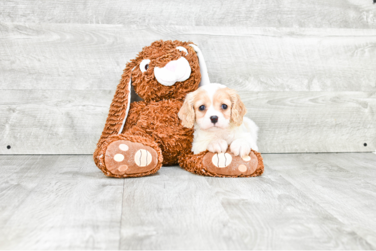 Cavachon Puppy for Adoption