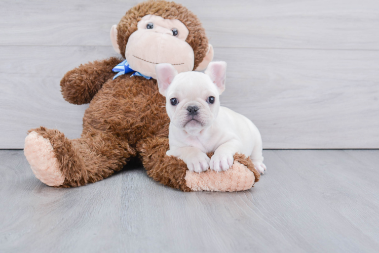 Friendly French Bulldog Purebred Pup