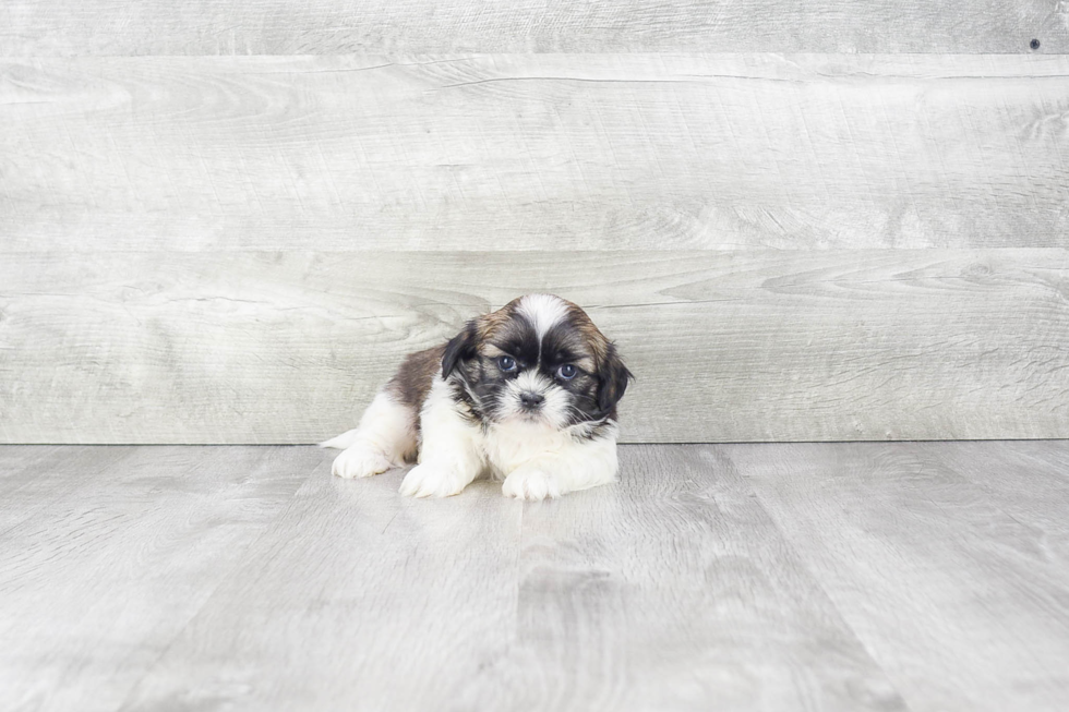 Fluffy Teddy Bear Designer Pup