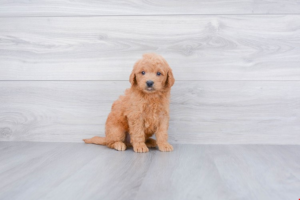 Friendly Mini Goldendoodle Baby