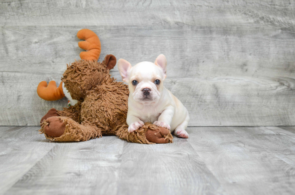 Best French Bulldog Baby