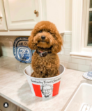 Playful Mini Goldendoodle Poodle Mix Pup