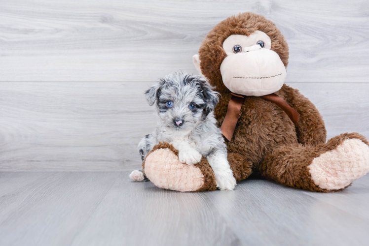 Best Mini Aussiedoodle Baby