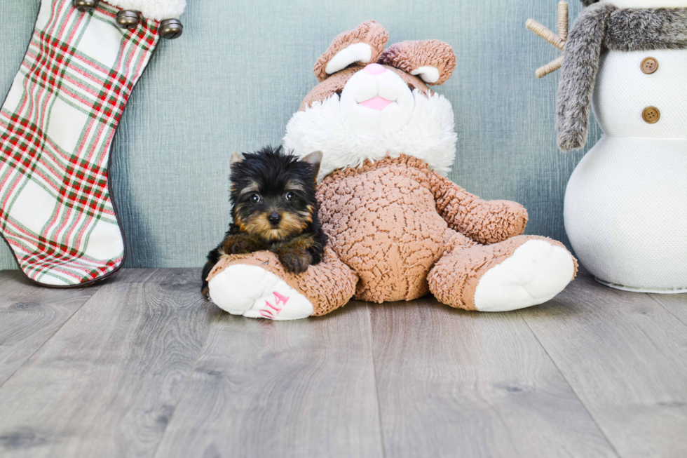 Meet Zoro - our Yorkshire Terrier Puppy Photo 