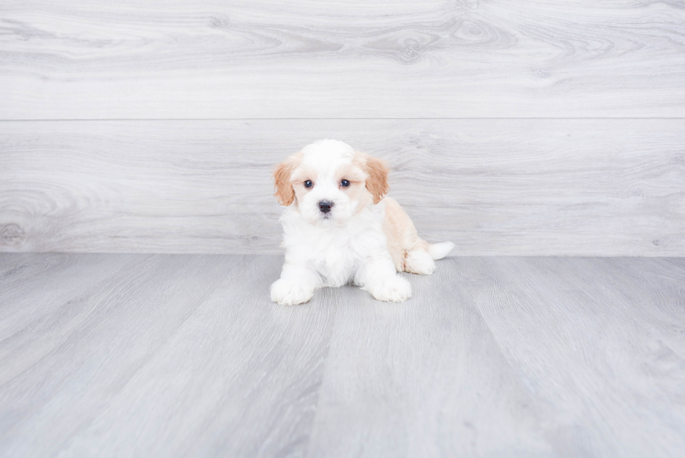 Fluffy Mini Bernedoodle Poodle Mix Pup