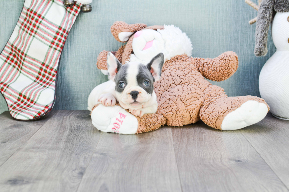 Fluffy Frenchie Purebred Puppy