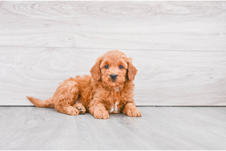 Adorable Golden Retriever Poodle Mix Puppy