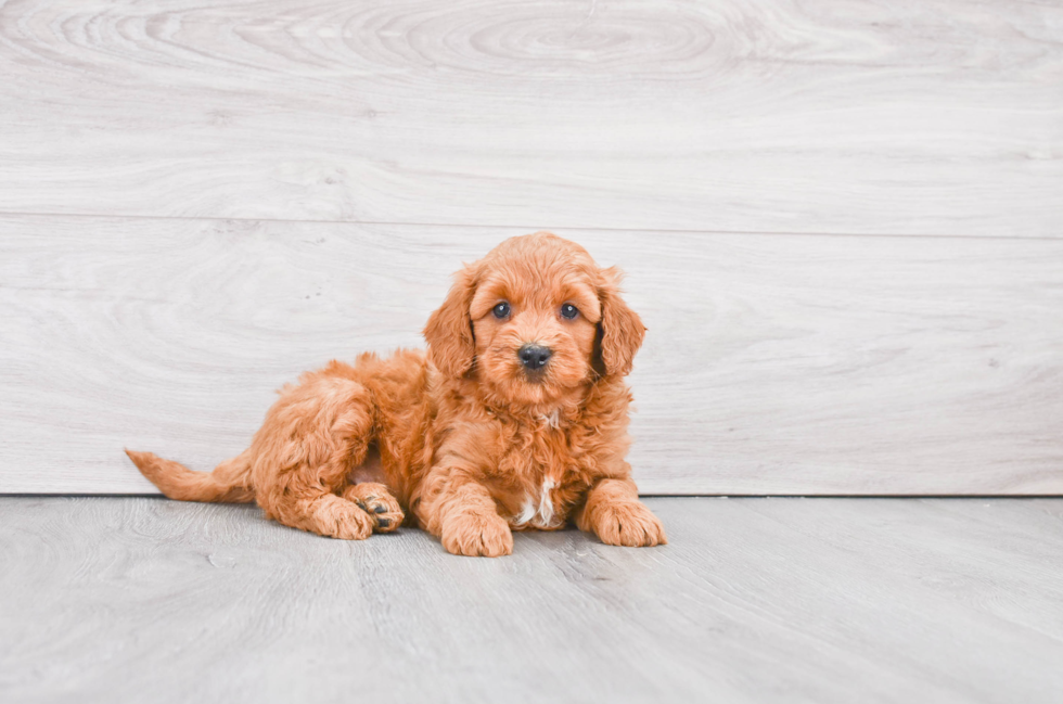 Adorable Golden Retriever Poodle Mix Puppy