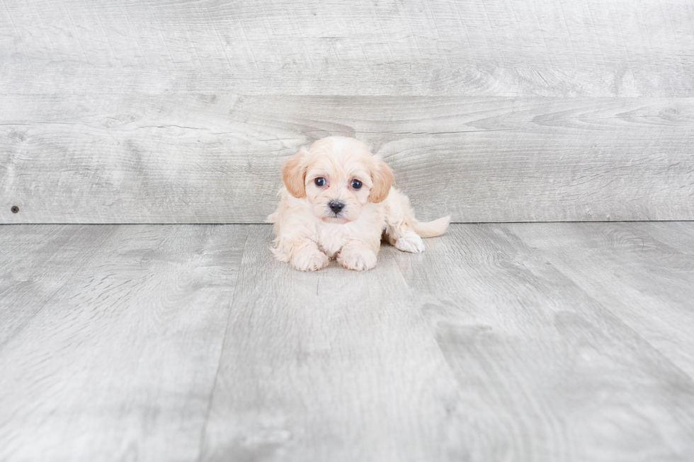 Maltipoo Pup Being Cute