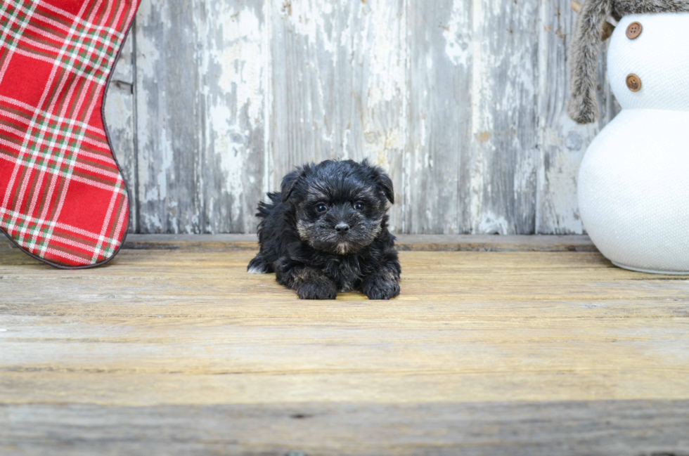 Petite Morkie Designer Pup