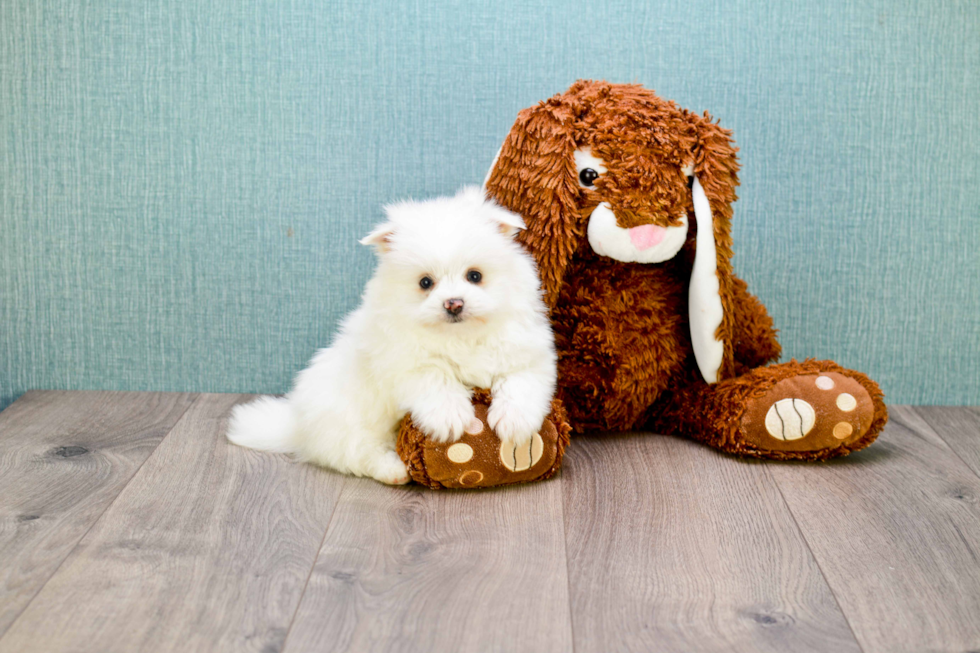 Playful Maltipom Designer Puppy