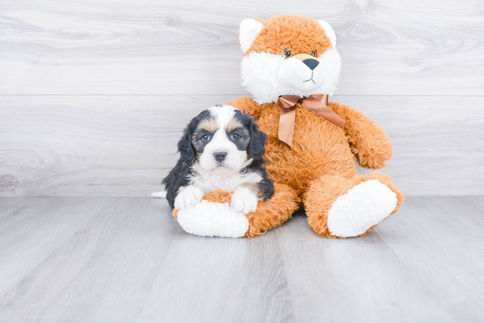 Hypoallergenic Mini Berniedoodle Poodle Mix Puppy