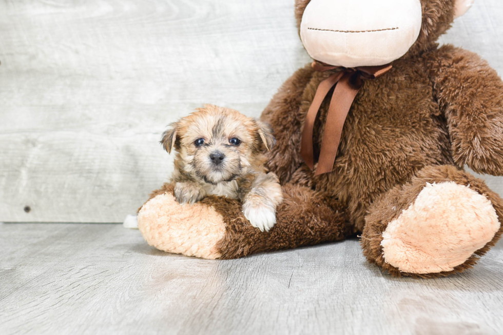 Hypoallergenic Yorkie Designer Puppy