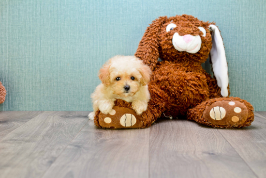 Funny Maltipoo Poodle Mix Pup