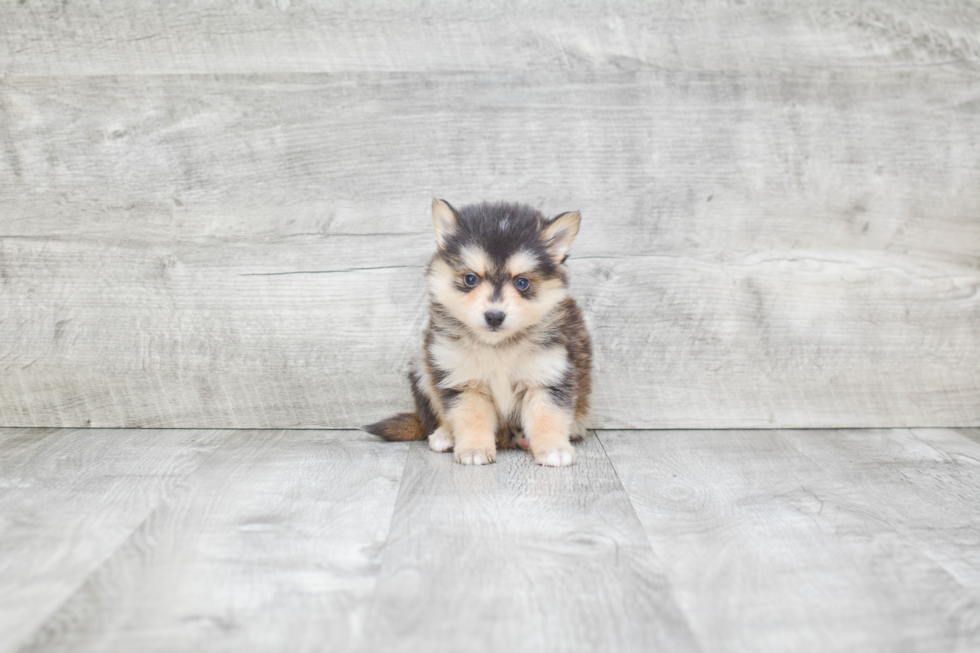 Popular Pomsky Designer Pup