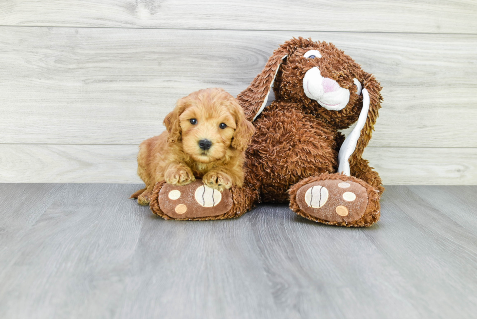 Friendly Mini Goldendoodle Baby