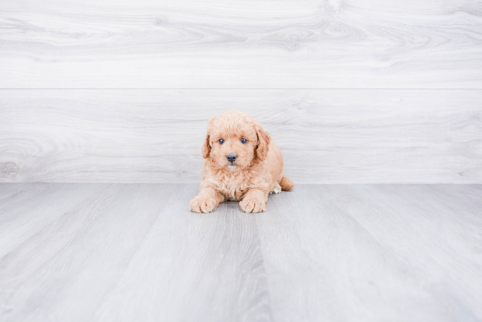 Mini Goldendoodle Pup Being Cute