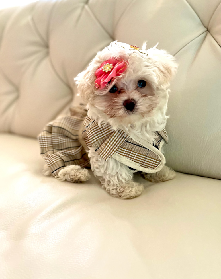 Maltipoo Being Cute