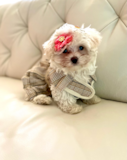 Maltipoo Being Cute