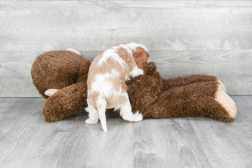 Best Cavalier King Charles Spaniel Baby