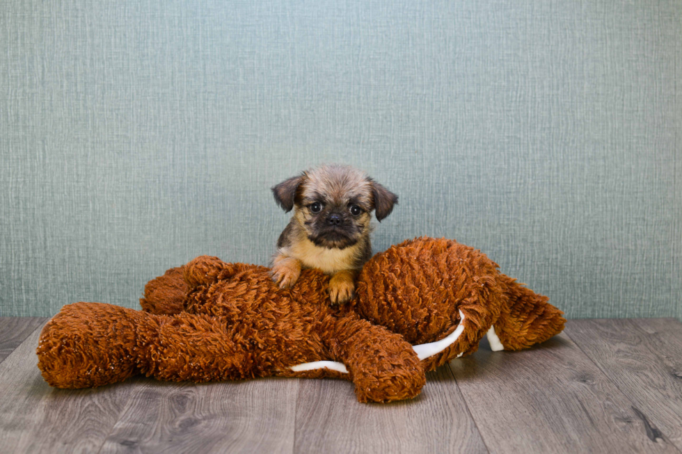 Best Brussels Griffon Baby