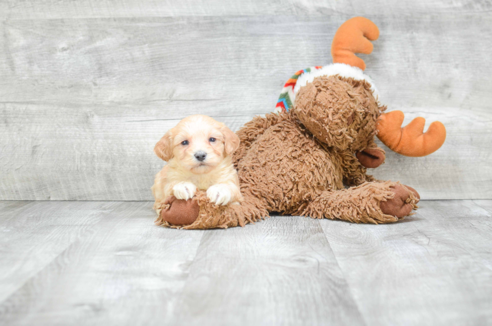 Sweet Maltipoo Baby