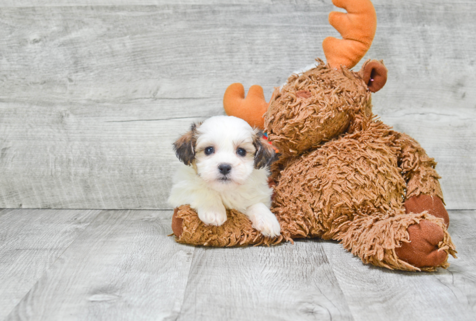 Teddy Bear Pup Being Cute