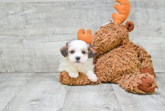 Teddy Bear Pup Being Cute