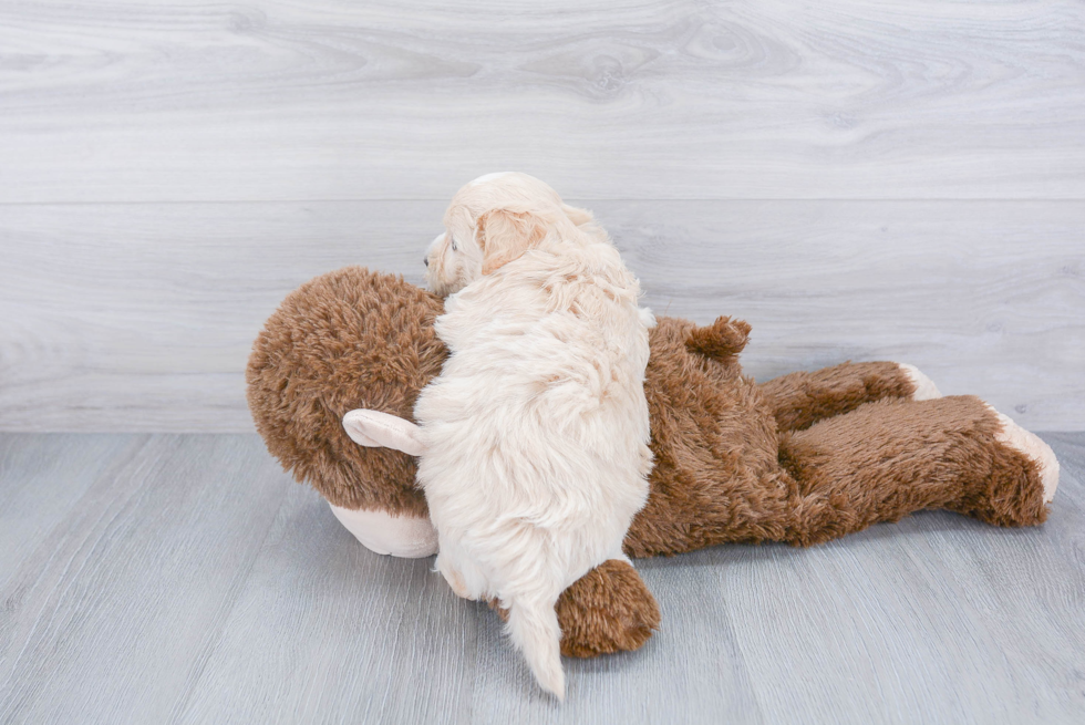 Little Maltepoo Poodle Mix Puppy