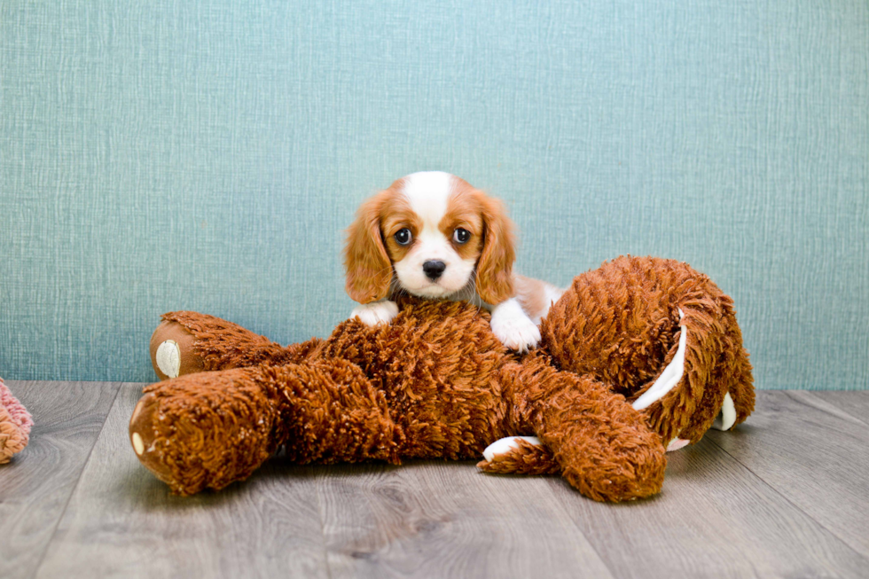 Best Cavalier King Charles Spaniel Baby