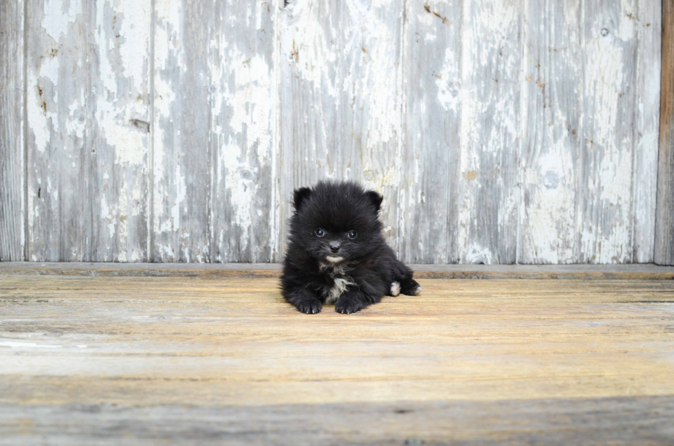 Pomeranian Puppy for Adoption