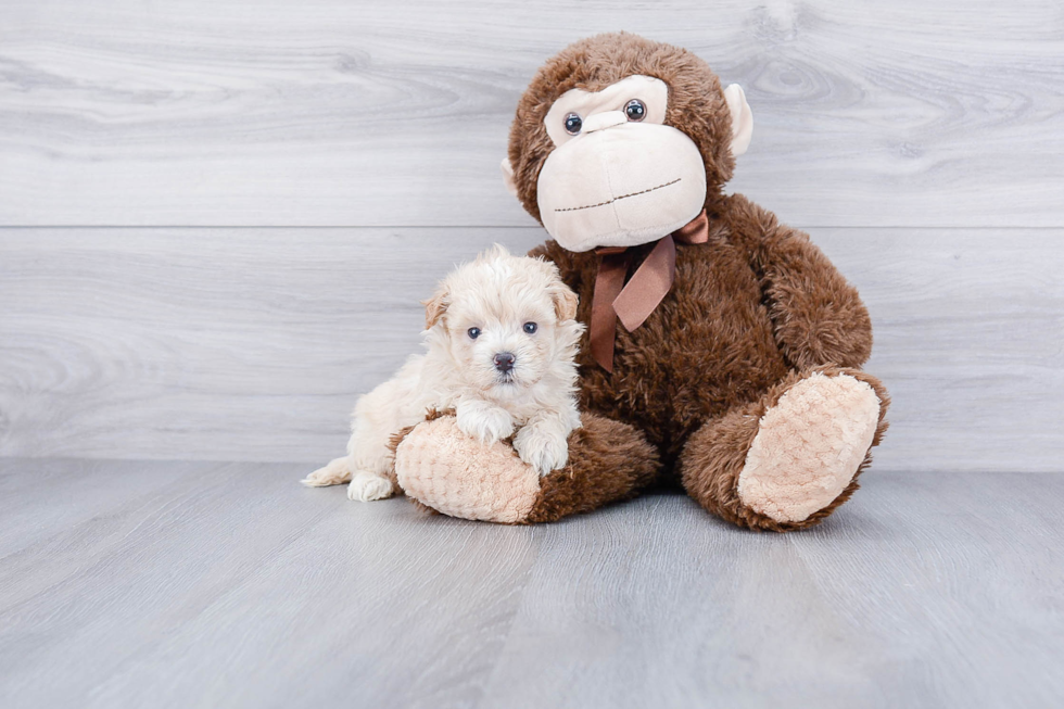 Hypoallergenic Maltese Poodle Poodle Mix Puppy