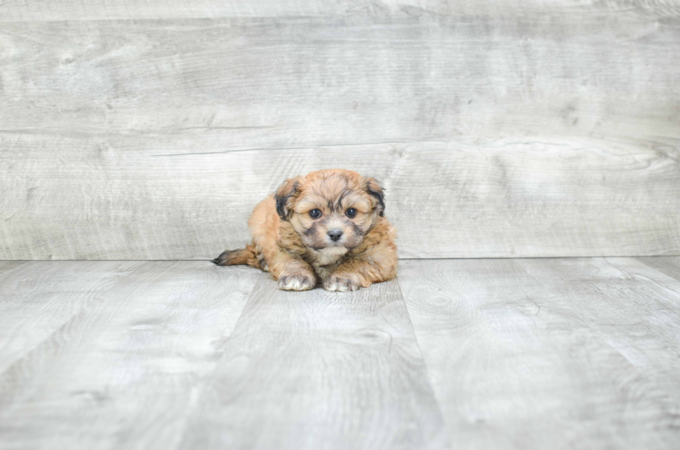 Popular Teddy Bear Designer Pup