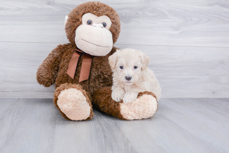 Energetic Maltepoo Poodle Mix Puppy